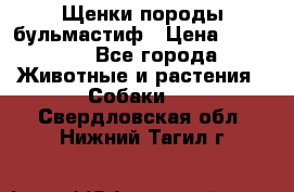 Щенки породы бульмастиф › Цена ­ 25 000 - Все города Животные и растения » Собаки   . Свердловская обл.,Нижний Тагил г.